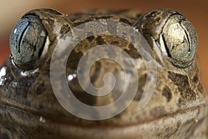 Spadefoot toad, Pelobates cultripes, amphibian photo