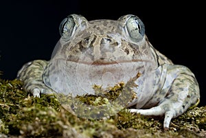 Spadefoot toad, Pelobates cultripes, amphibian photo