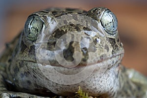 Spadefoot toad, Pelobates cultripes, amphibian photo