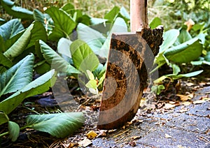 Spades with soil adhesion while working in the garden