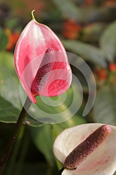 spadix