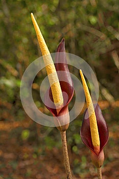 Spadix, Arum sp , Goa, INDIA