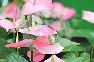 spadix flower