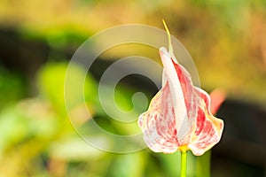 Spadix flower