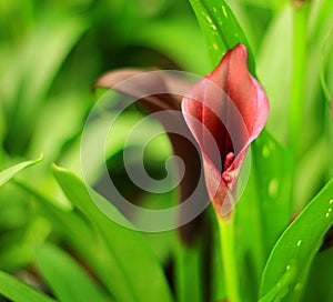 Spadix flower