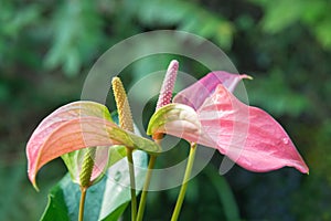 Spadix flower