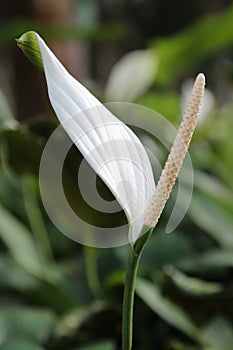 Spadix flower