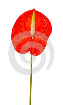 Spadix flower isolated on white background