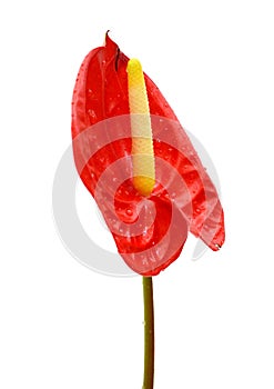 Spadix flower isolated on white background. Lilies, petal.