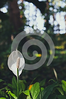 Spadix flower