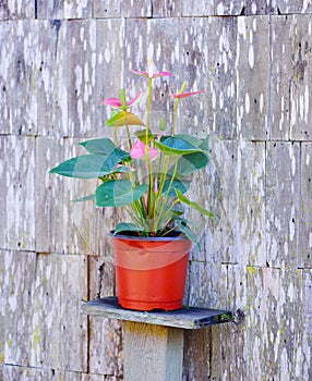 Spadix flower on wood background