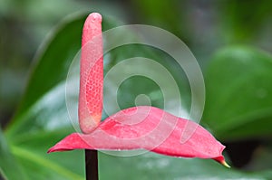 Spadix