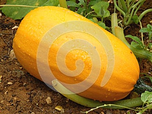 Spaghetti Squash