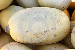 Spaghetti Squash, Cucurbita pepo