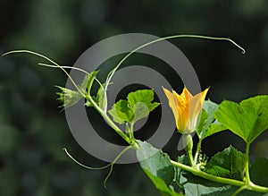 Spaghetti squash Flower