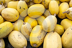 Spaghetti squash is a light yellow pumpkin. The pulp is also light yellow. It has long fibers that are reminiscent o of spaghetti. photo