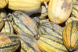 Spaghetti squash in a market