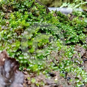 spagnum Moss mountain view