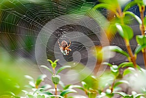 Spaider in cobweb at the branch photo