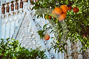 Spain, Andalusia, Seville, the Cathedral bell tower seen from the orange tree courtyard