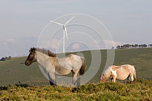 Spain, Asturias. YYoung grey with black head horse and piebald mare grazing with wind mill on a green hill in the background.