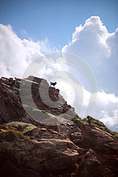 Spain, Balearic Islands, Menorca, Cala Pilar beach, Goats (Capra