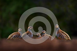 Spain birdwatching, group of partridge. Red-legged partridge, Alectoris rufa, gamebird in pheasant family Phasianidae, on the photo