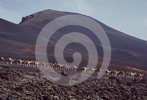 Cameltrek in Montagna del Fuego on Lanzarote photo