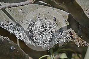 Spain, Canary Islands, Cochineal Bug