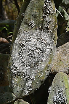 Spain, Canary Islands, Cochineal Bugs