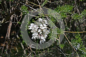 Spain, Canary Islands, La Gomera, Botany photo