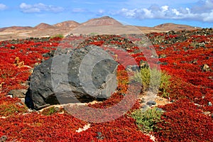 Spain, Canary Islands, Lanzarote, Teguise, volcanic stone and vegetation.