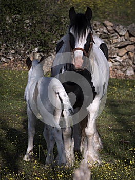 Spain. Irish gipsy cob mare with 10 days old foal in a meadow.