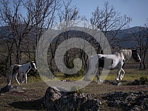 Spain. Irish gipsy cob mare with 10 days old foal in a meadow walking towards a water source.