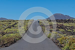 Spain, Lanzarote,lava and vegetation of arid island