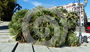 Spain, Madrid, Calle del Prof. MartiÂ­n Almagro Basch, bushes in the city center photo