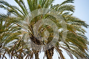 Spain, Malaga, a group of palm trees next to a tree