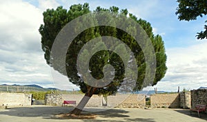 Spain, Pamplona, Ronda Obispo Barbazan, Mirador del Caballo Blanco, lonely tree photo