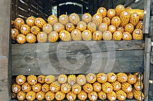 Still life of maize ears in horreo in Galicia Spain photo