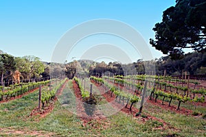 The Spain region wine producing, vine fields