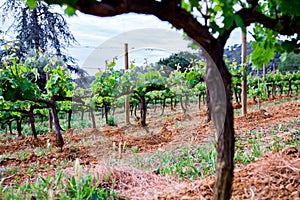 The Spain region wine producing, vine fields