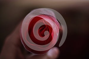 Spain, rose and hand