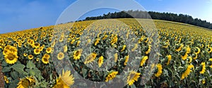 Spain - Sunflower field