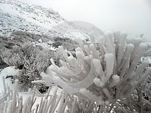 Spain Tenerife Teide national park refuge Altavista Montana blanca Pico del Teide photo