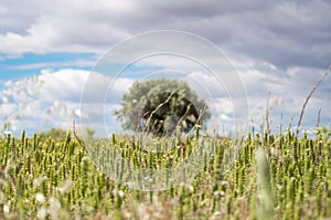 Spain, Wild Fields, EspaÃÂ±a Campo Silvestre photo