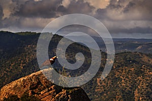 Spain wildlife. Aquila adalberti, Iberian Imperial Eagle, rare bird of prey on the rock habitat, Sierra de AndÃºjar, Andalusia,