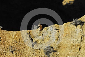 Spain- Wildlife-  Close Up of a Wild Ibex Lying on a High Precipice