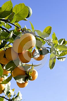 Spain â€“ Costa del Sol : Ripe oranges in the Spanish sun.