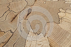 Spalted beech. Tree internal structure of a beech tree trunk with distinct black lines created during the spalting process