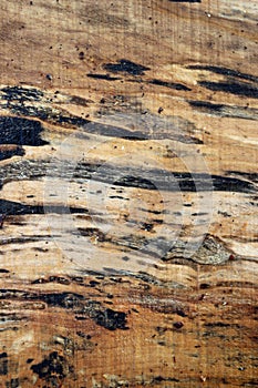 Spalted maple tree sawn timber plank